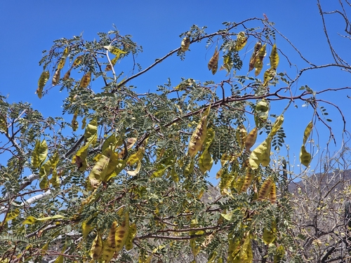 Lysiloma candidum, photograph 3