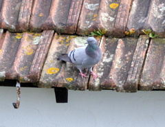 Columba livia domestica