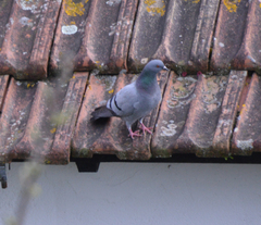 Columba livia domestica