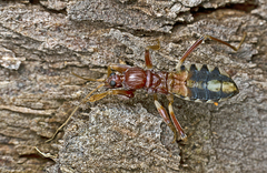 Ectomocoris decoratus