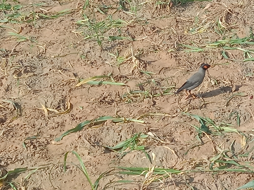 Bank Myna