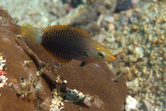 Halichoeres podostigma