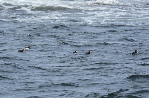 Atlantic Puffin