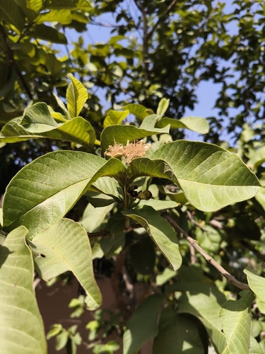 Common guava