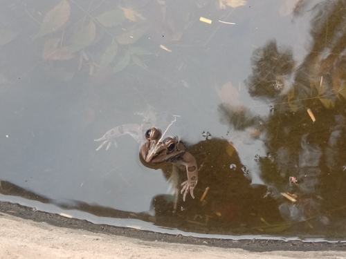 Indus Valley Bullfrog