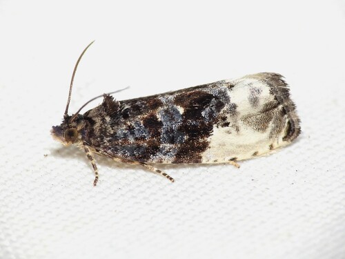 Green Budworm Moth photo 4