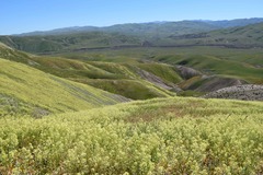 Lepidium jaredii album