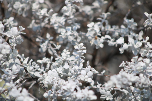 Leucophyllum ambiguum, photograph 2