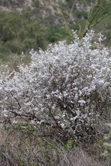 Leucophyllum ambiguum