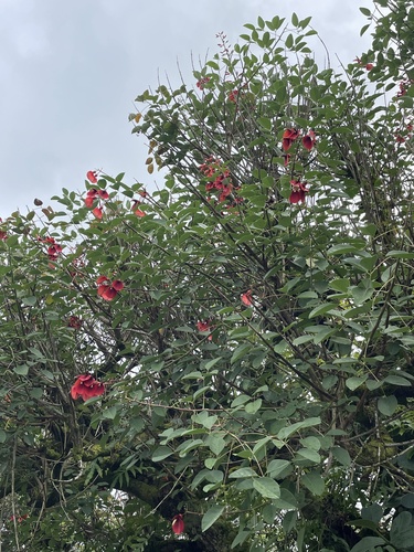 Erythrina crista-galli observed 2026-05-14