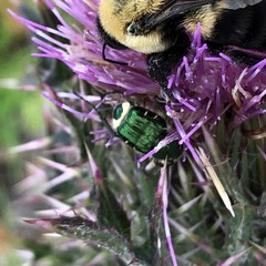 Trichiotinus lunulatus