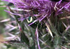 Trichiotinus lunulatus