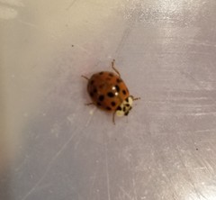 Harmonia axyridis