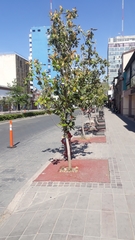 Magnolia grandiflora