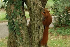 Sciurus vulgaris