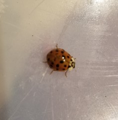 Harmonia axyridis