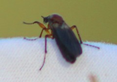 Bibioninae