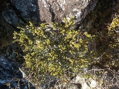 Pimelea traversii