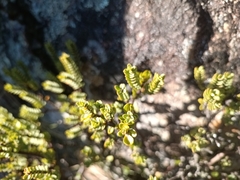 Pimelea traversii, photograph (c) Joe Potter Butler, some rights reserved (CC BY)