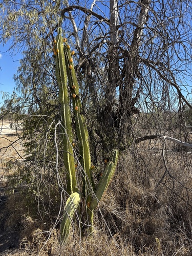 Andes organ pipe cactus