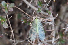 Apochrysa matsumurae