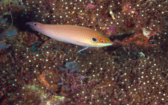 Halichoeres melasmapomus