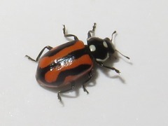 Eriopis nobilis