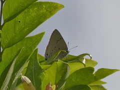 Parrhasius polibetes