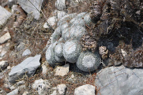 Mammillaria parkinsonii