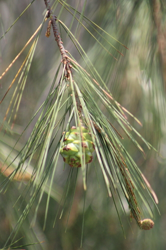 Pinus pinceana, photograph 4
