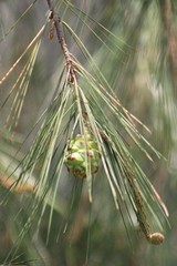 Pinus pinceana, photograph (c) José Belem Hernández Díaz, some rights reserved (CC BY)
