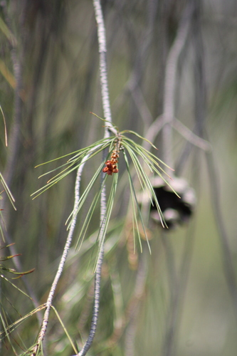 Pinus pinceana, photograph 3