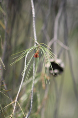 Pinus pinceana, photograph (c) José Belem Hernández Díaz, some rights reserved (CC BY)