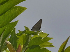 Parrhasius polibetes