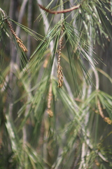 Pinus pinceana, photograph (c) José Belem Hernández Díaz, some rights reserved (CC BY)