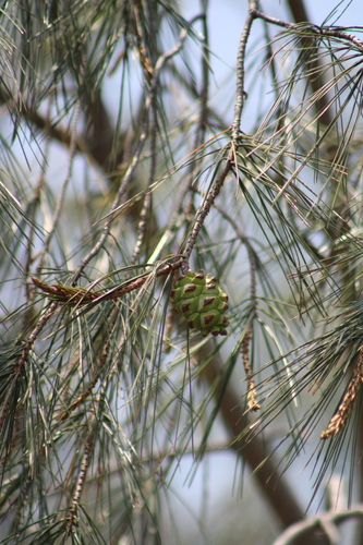 Pinus pinceana