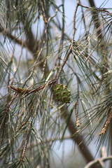 Pinus pinceana