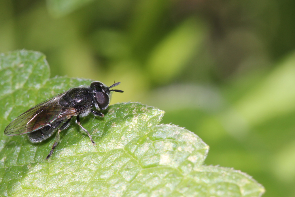 Heringia heringi