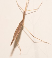 Conosia irrorata