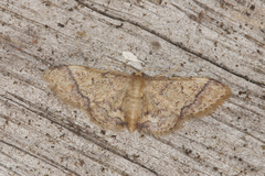 Idaea adipata
