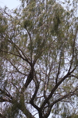Pinus pinceana, photograph (c) José Belem Hernández Díaz, some rights reserved (CC BY)