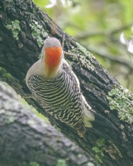 Melanerpes aurifrons × carolinus