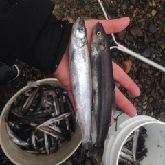 Thaleichthys pacificus