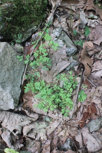 Corydalis flavula, 2026-05-18