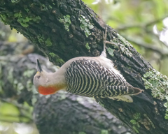 Melanerpes aurifrons × carolinus