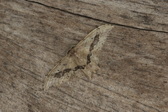 Idaea elata