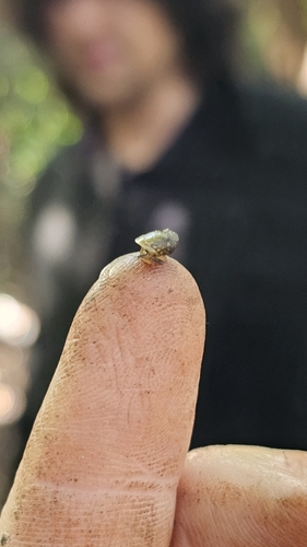 Succinea meridionalis