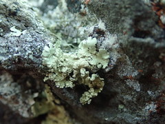 Flavoparmelia haysomii