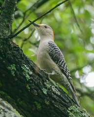 Melanerpes aurifrons × carolinus