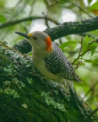 Melanerpes aurifrons × carolinus